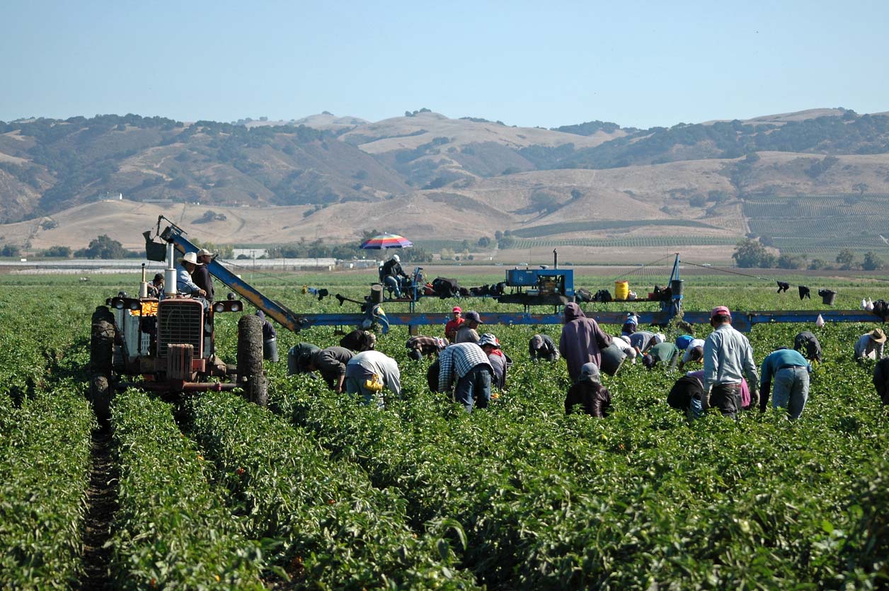 farm workers harvesting crop