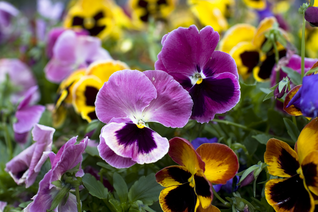 pansies