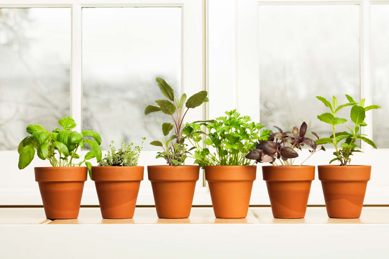 Indoor herb garden