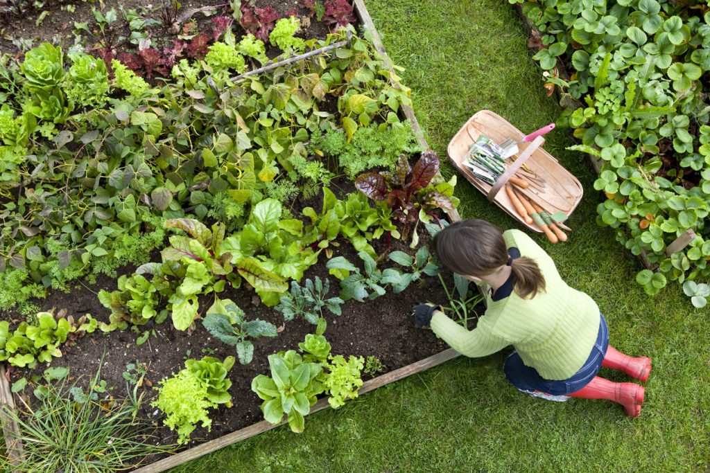 Birds eye view of a woman in an edible garden weeding with a hand fork, while kneeling on green grass and wearing red wellington boots.