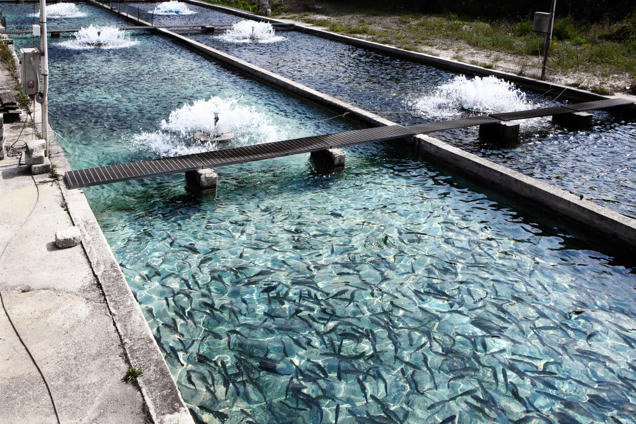 養殖魚