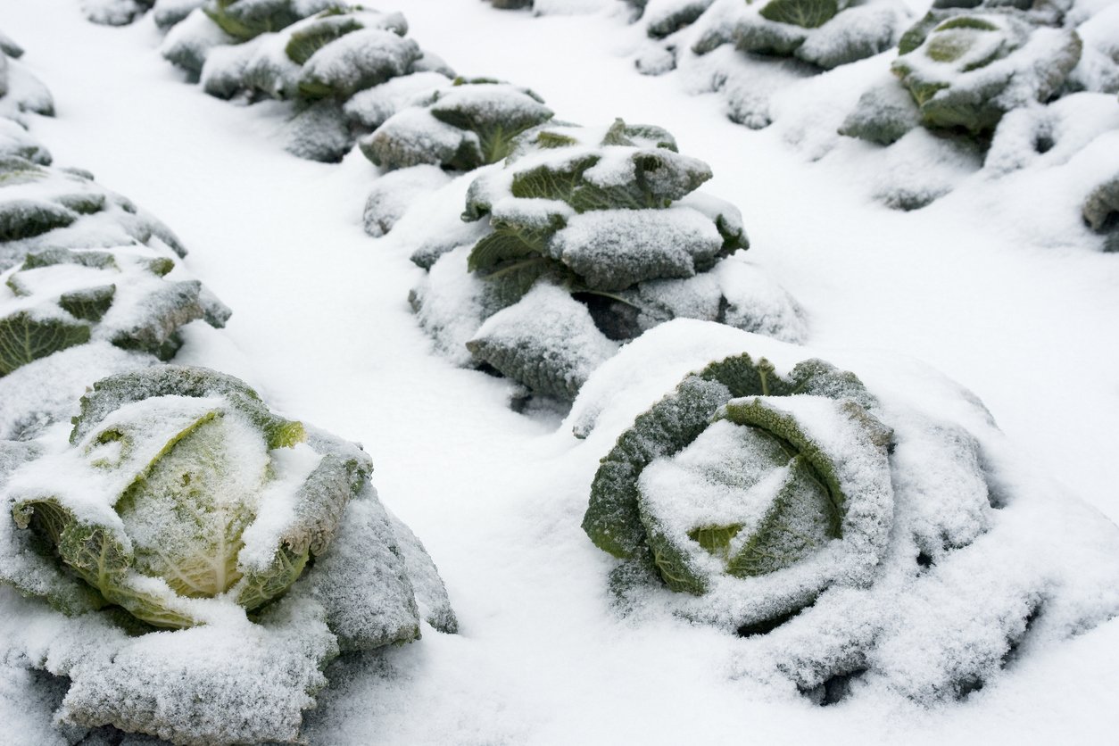 Savoy cabbage on the field in winter