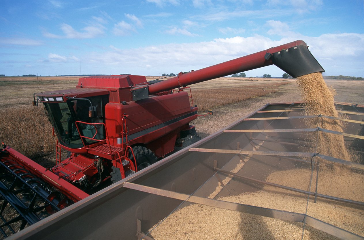 Harvesting a Field of Soybeans With a Combine Harvester.