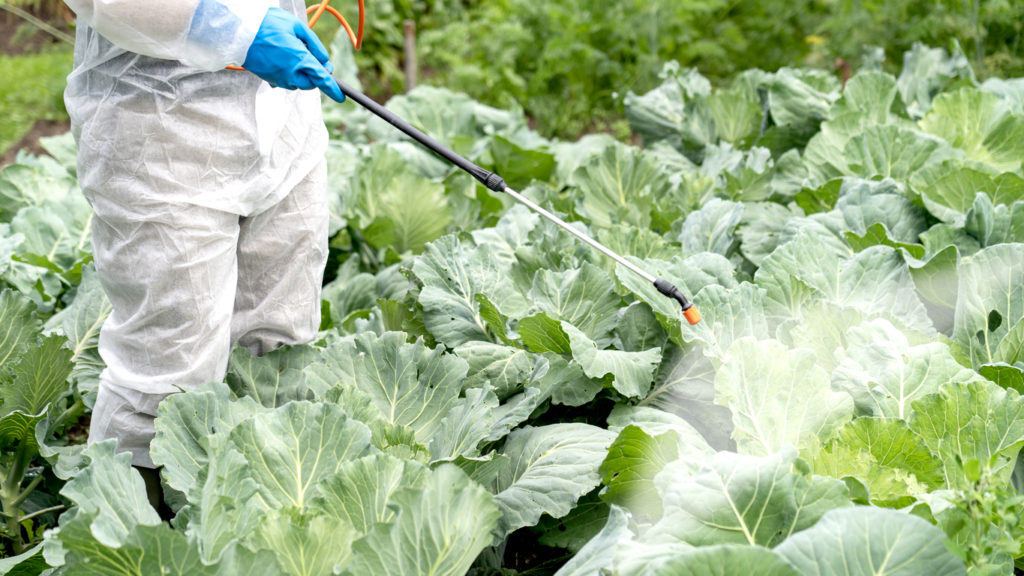 Farmworker sprays pesticides on cabbage