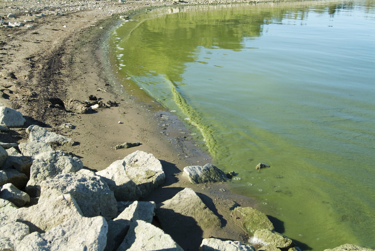 Green Algae Washes Ashore