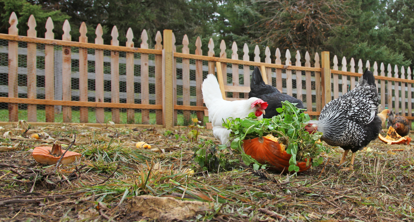 Backyard chickens eating leftover vegetables