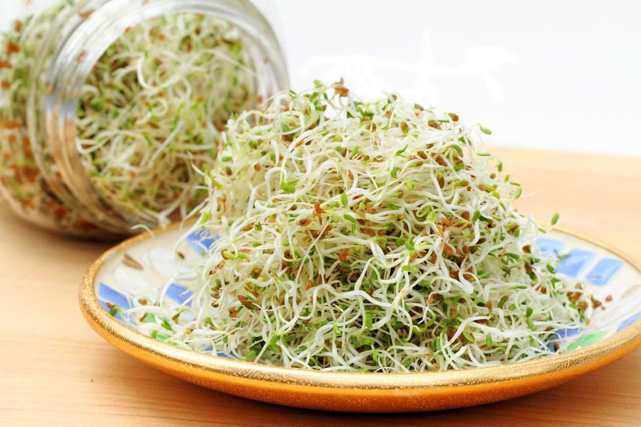 A heap of freshly grown organic alfalfa sprouts is piled on a small saucer