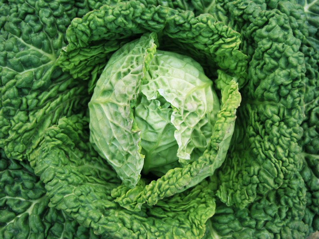 cabbage-facts-benefits-of-cabbage-is-cabbage-good-for-you