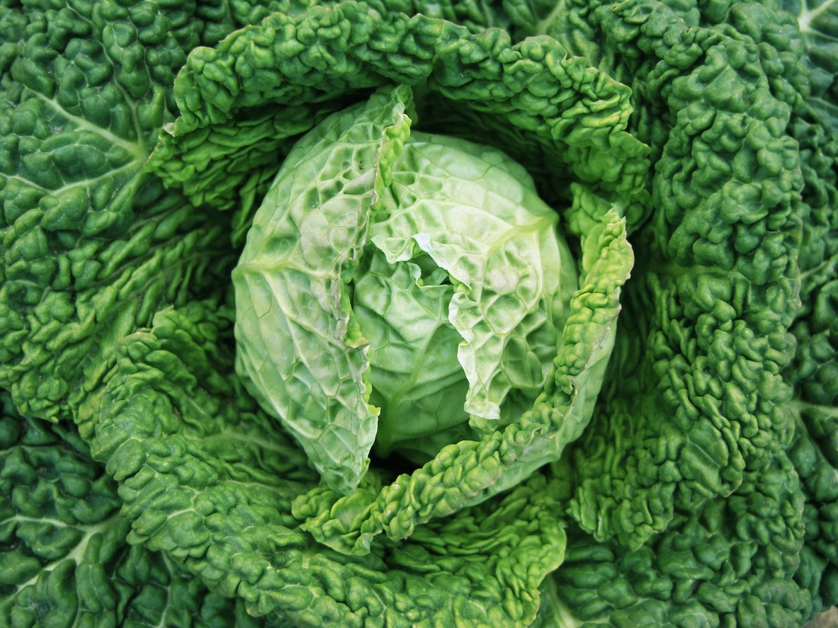 cabbage