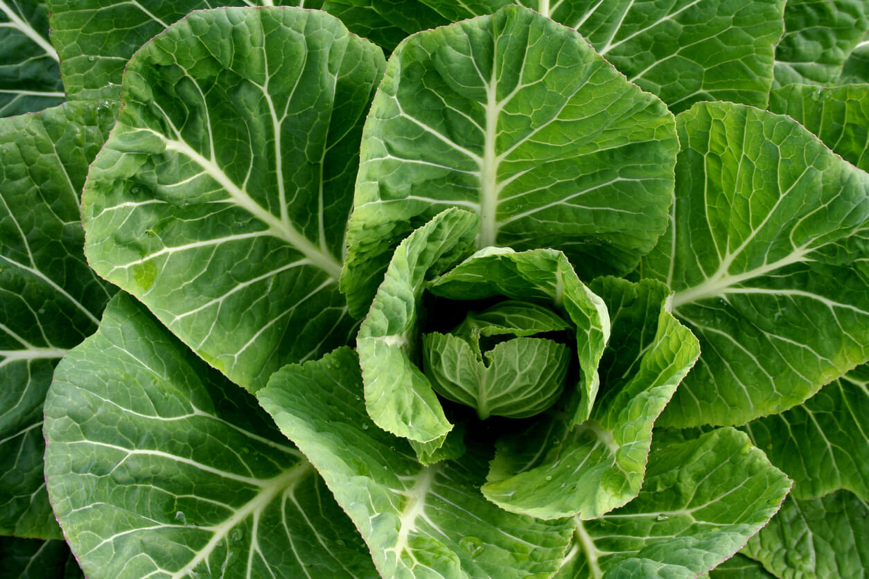 young organic collard greens