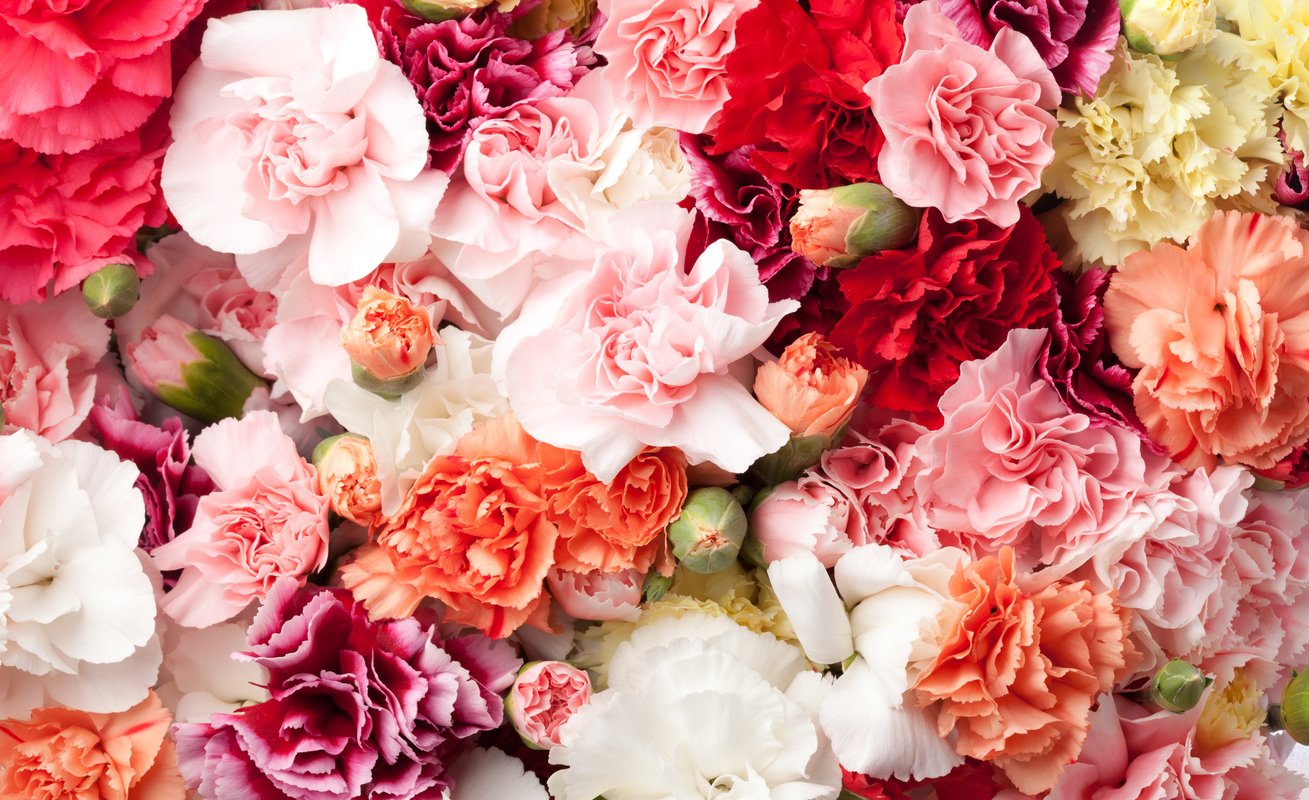 Freeze-Dried Edible Flowers (Mini Carnations and Bachelor Buttons