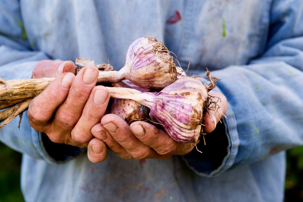 Hands holding freshly grown garlic