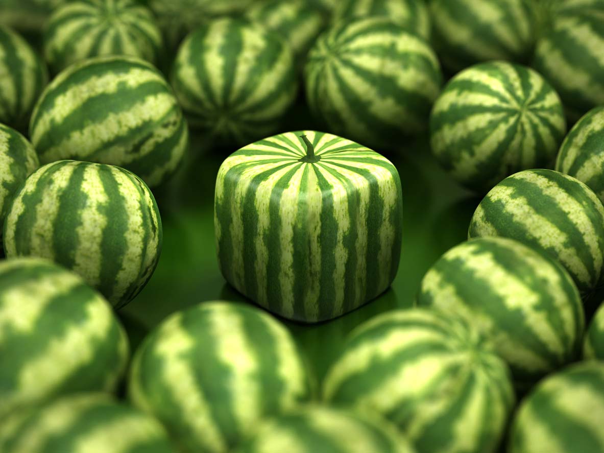 square watermelon amidst regular shaped ones