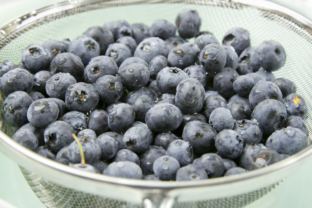 Freshly picked blueberries in strainer just after washing.  Drops of water still on berries.