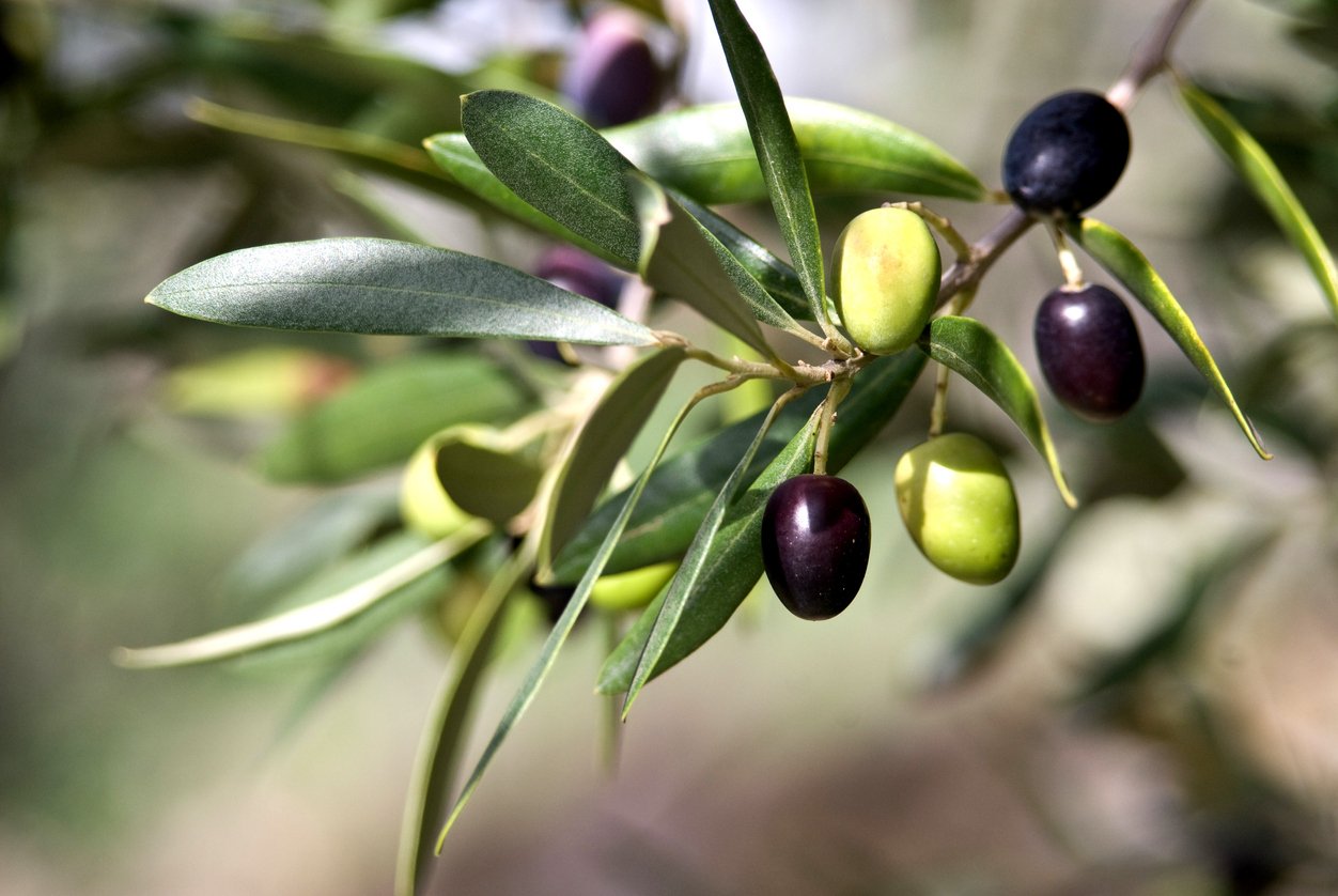 What color olives are used to make olive oil?