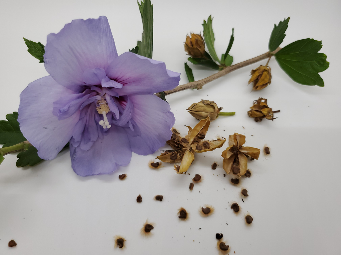 Hardy Hibiscus also known as Rose of Sharon on white background with leaves, seed pods, and seeds.