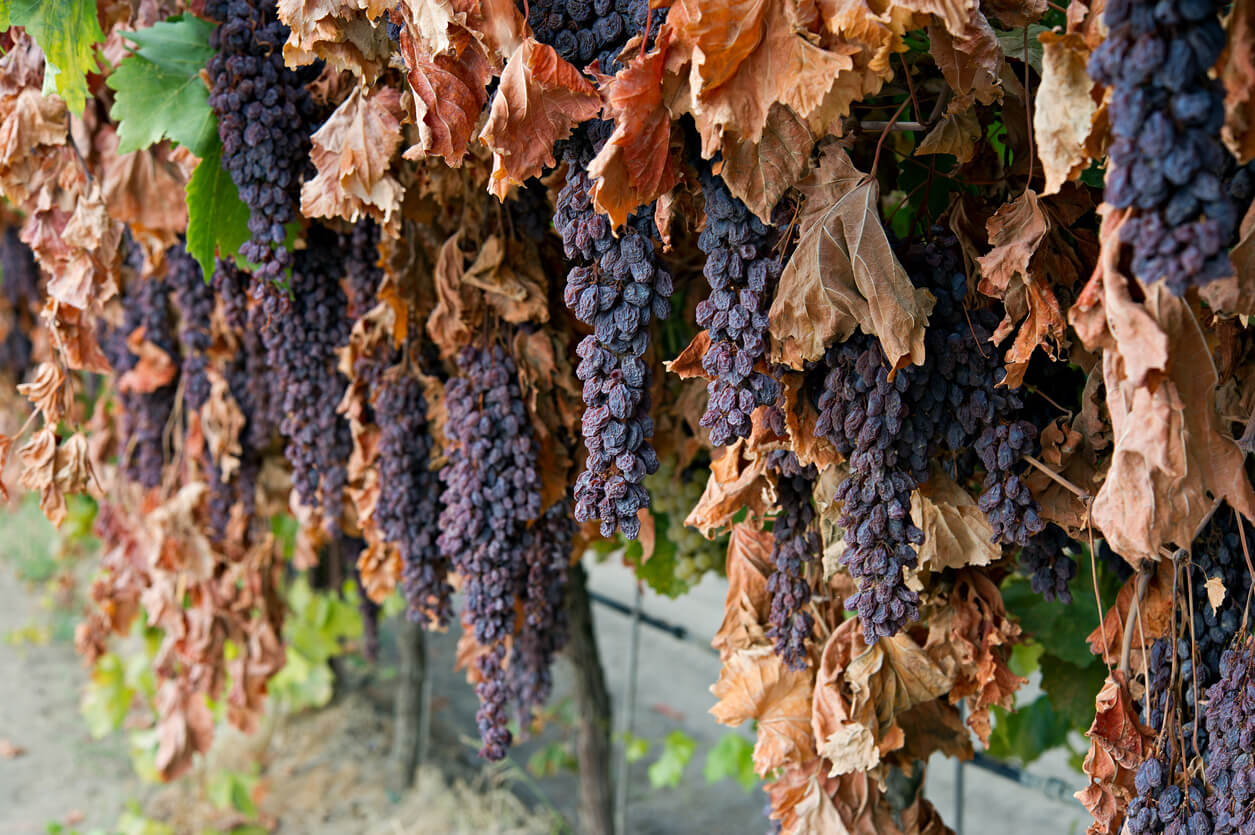 raisins hanging in the vineyard to dry