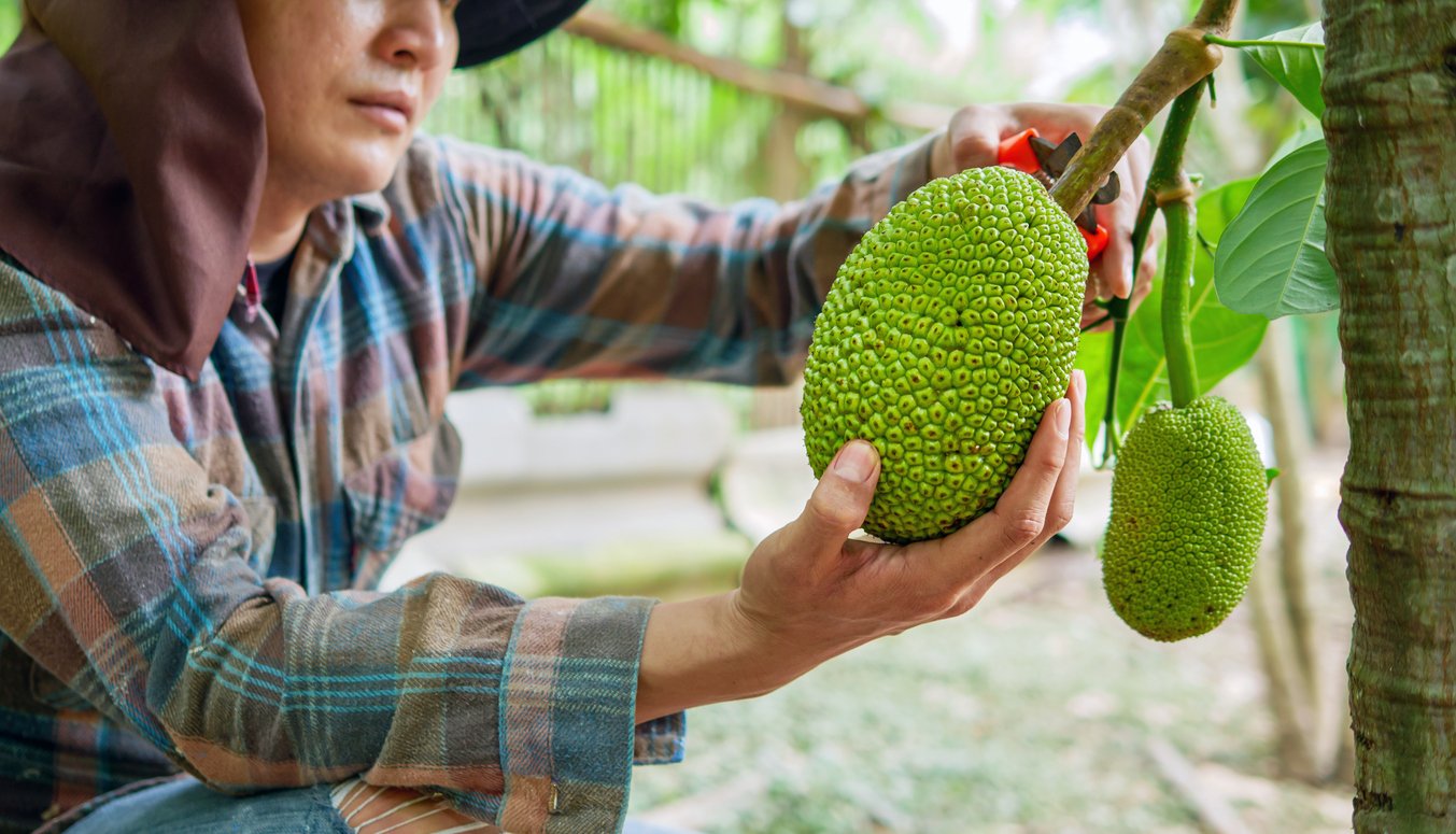 The hands of a farmer or fruit grower use pruning shears to cut the raw green Jackfruit from the  Jackfruit tree. Harvest the agricultural cocoa business produces.