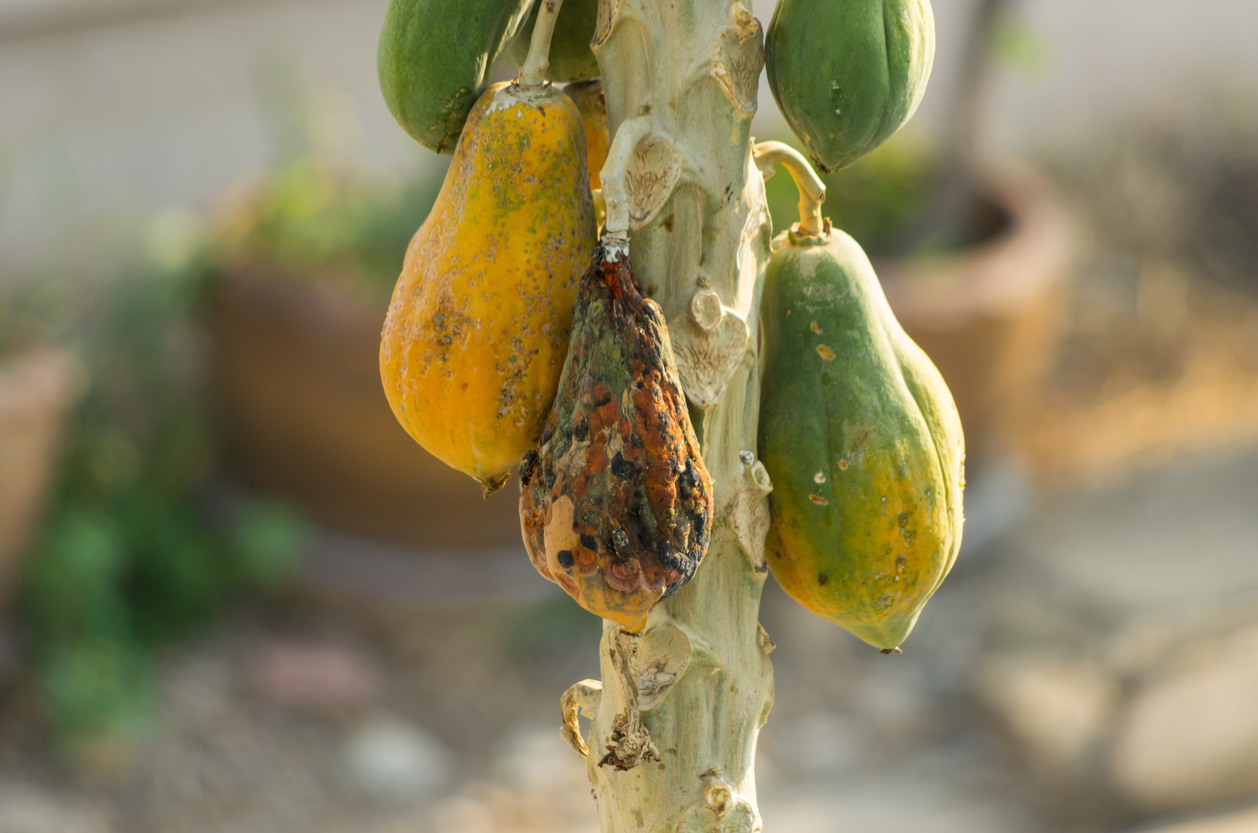Ripe Papaya rot on the tree until the morning light.