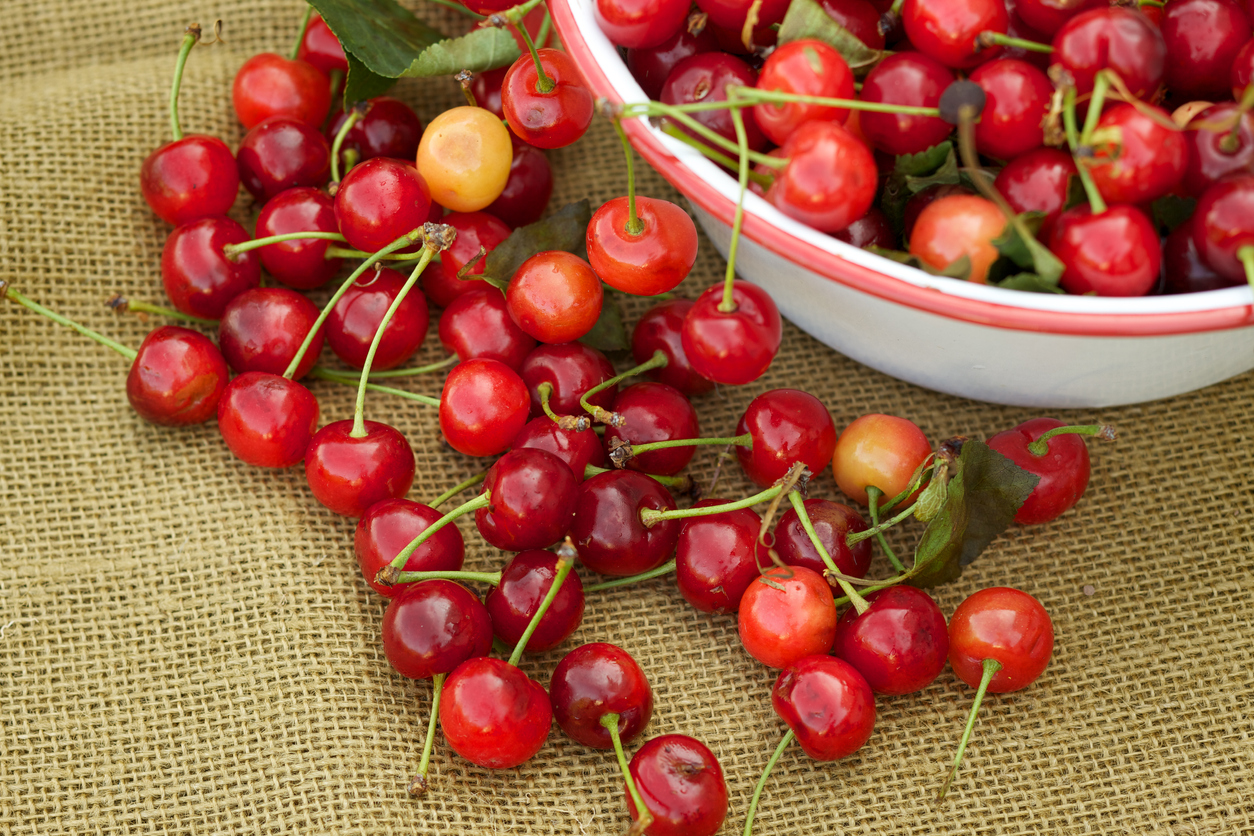 Fresh organic sour cherries and bowl on brown burlap