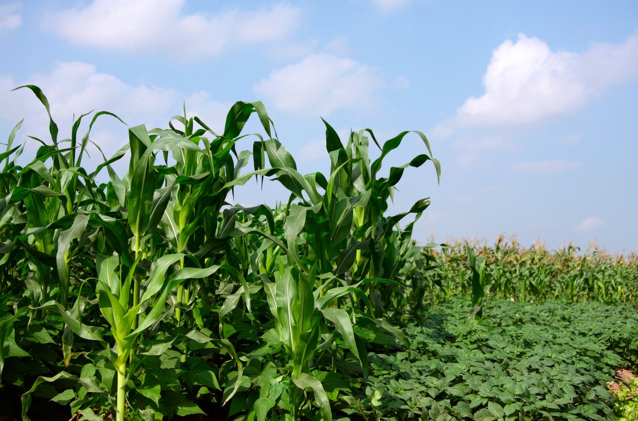 Corn and Potato on Crop