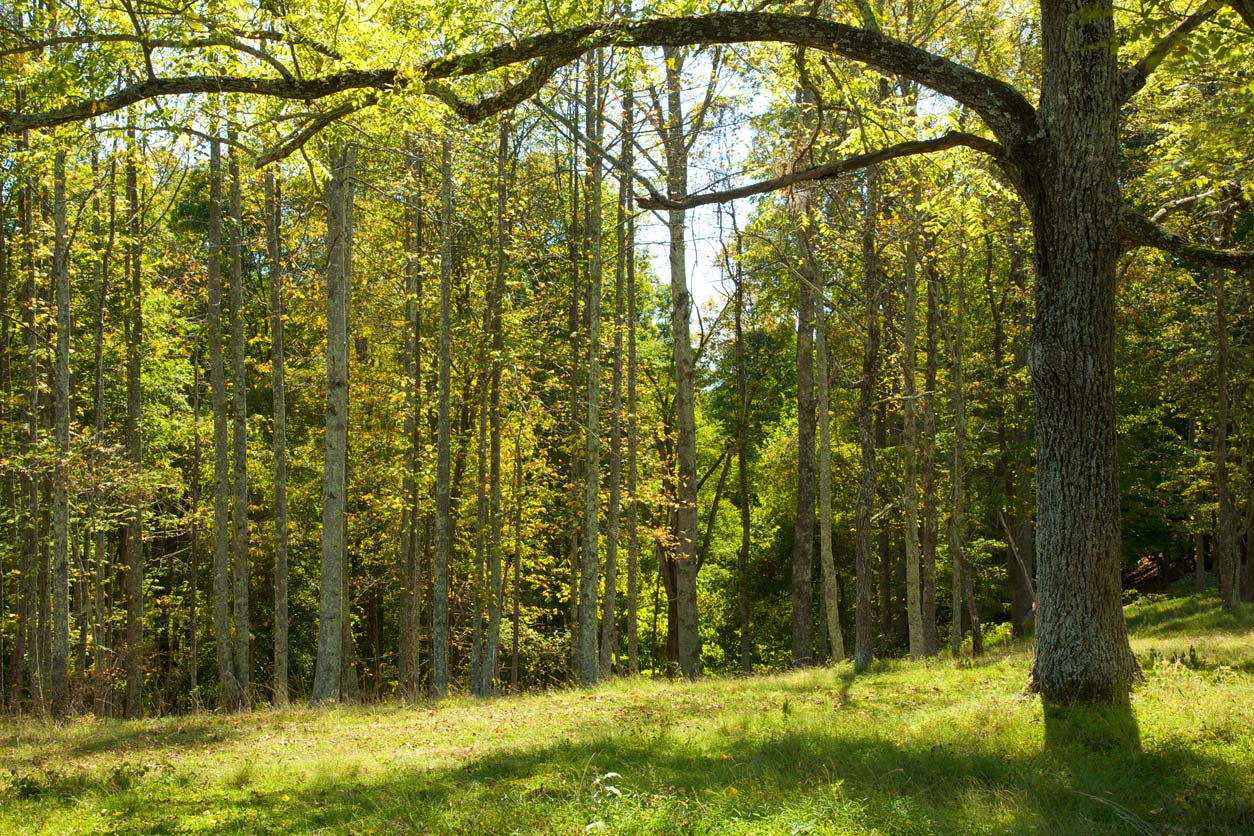 view of forest clearing