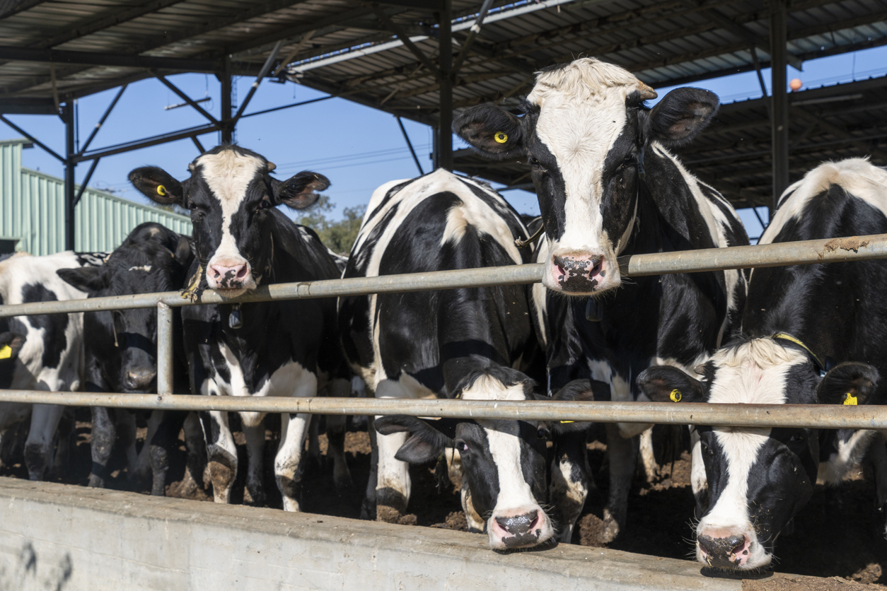 Holstein cows in black and white colors in a cage on a breeding farm for the dairy industry