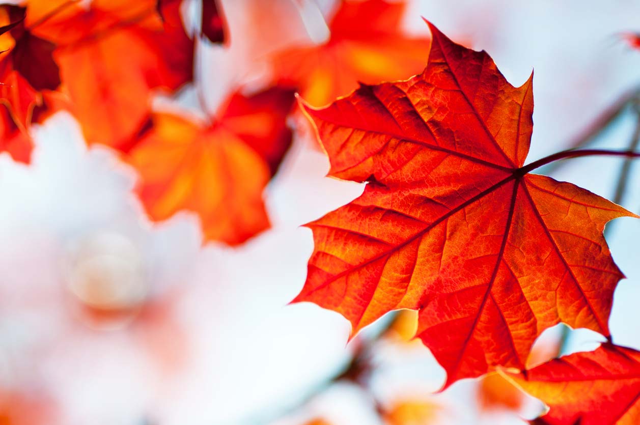 Maple leaf, a clean skincare ingredient