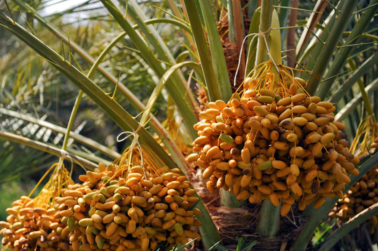 dates growing on date palm