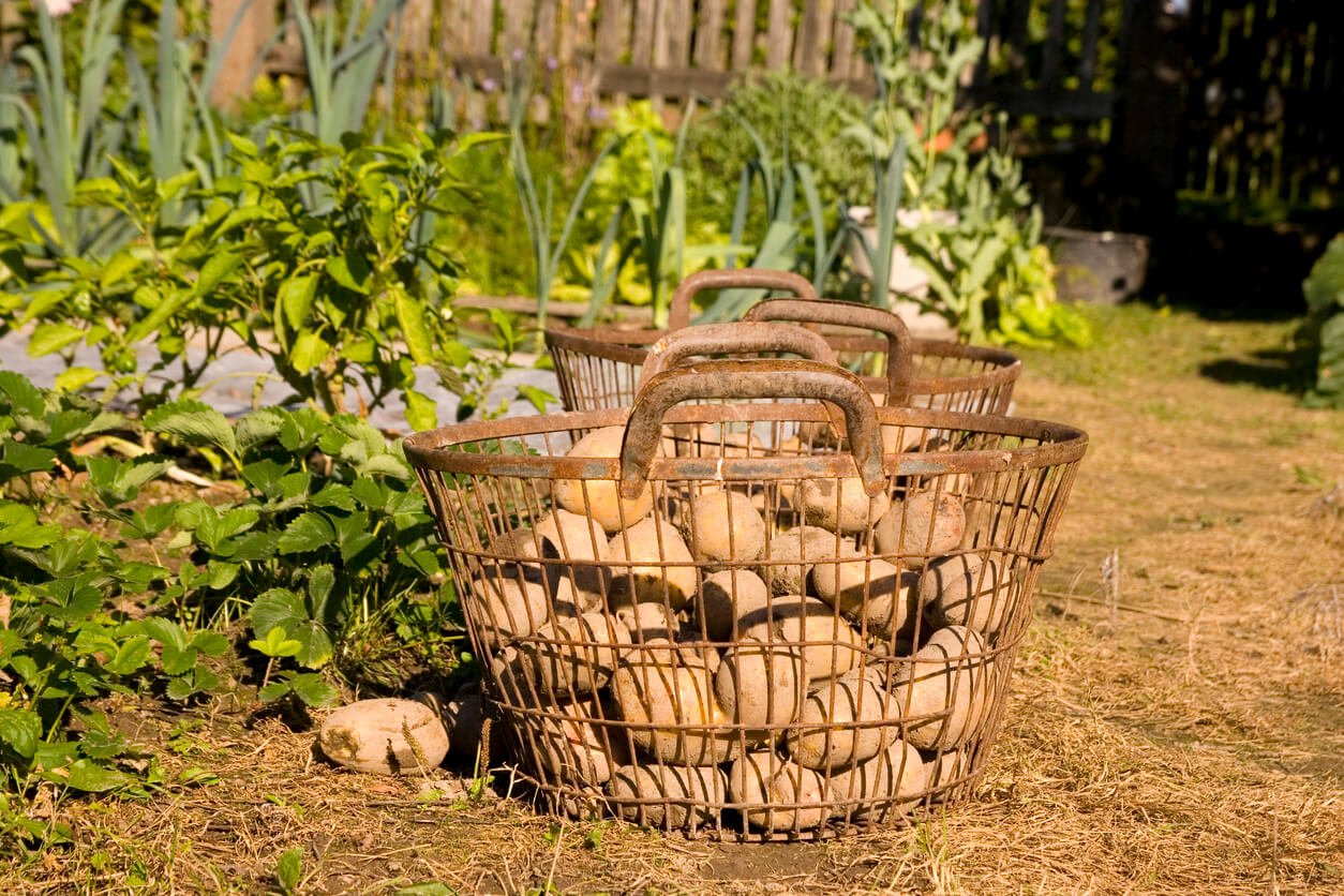 potato harvest