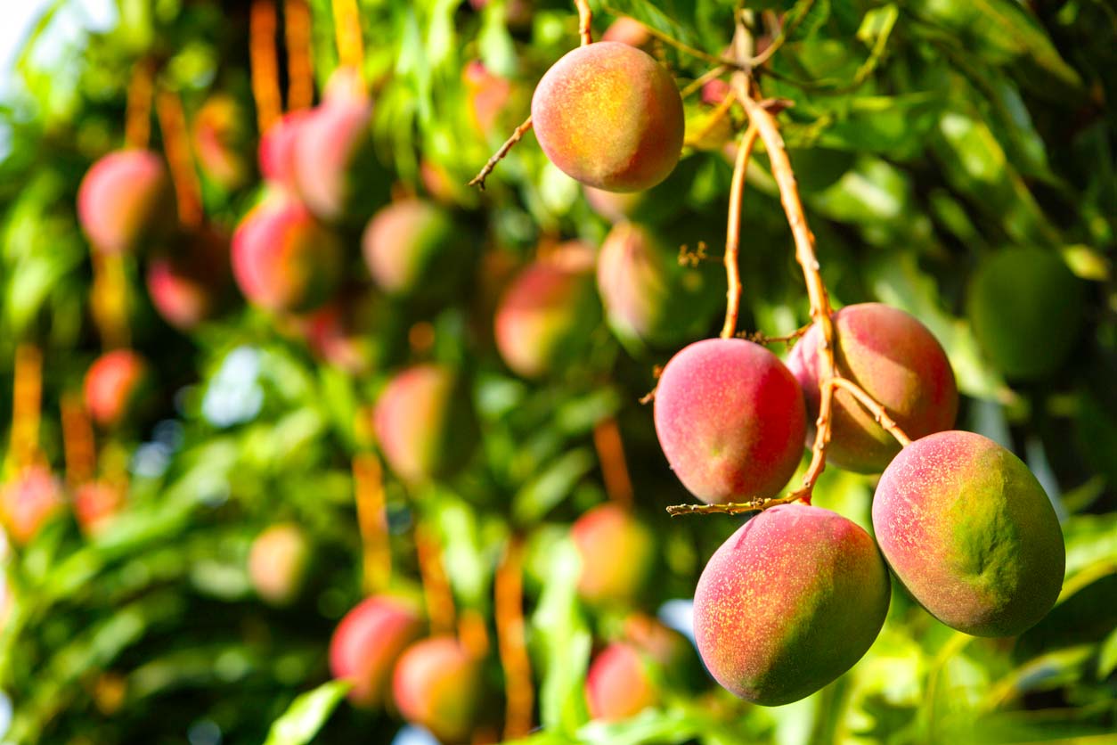 ripe mangoes growing on tree