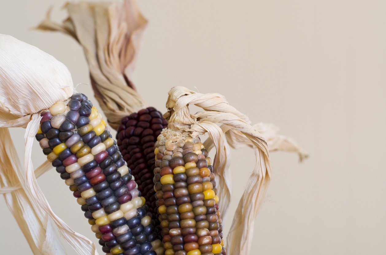 3 colorful ears of indian corn set off to the left on a blank background