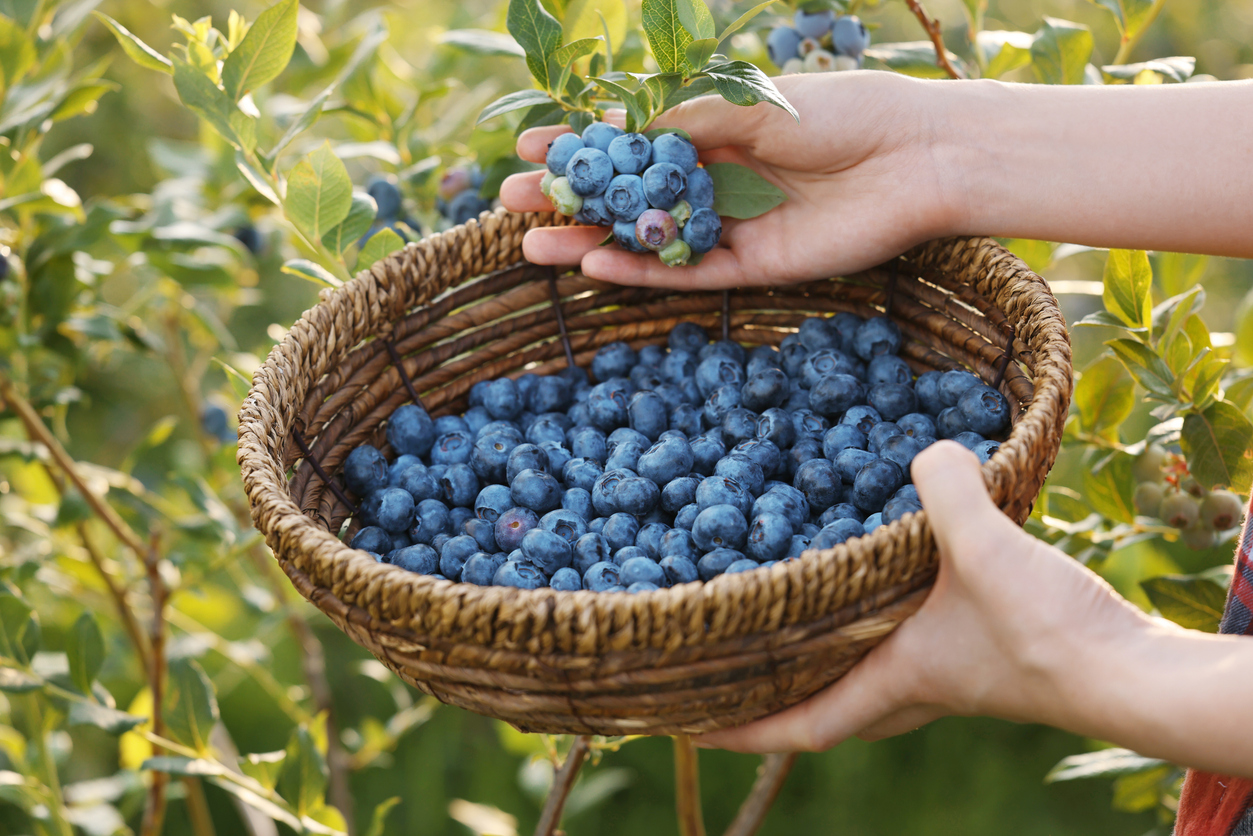 Woman with wicker basket picking up wild blueberries outdoors, closeup. Seasonal berries