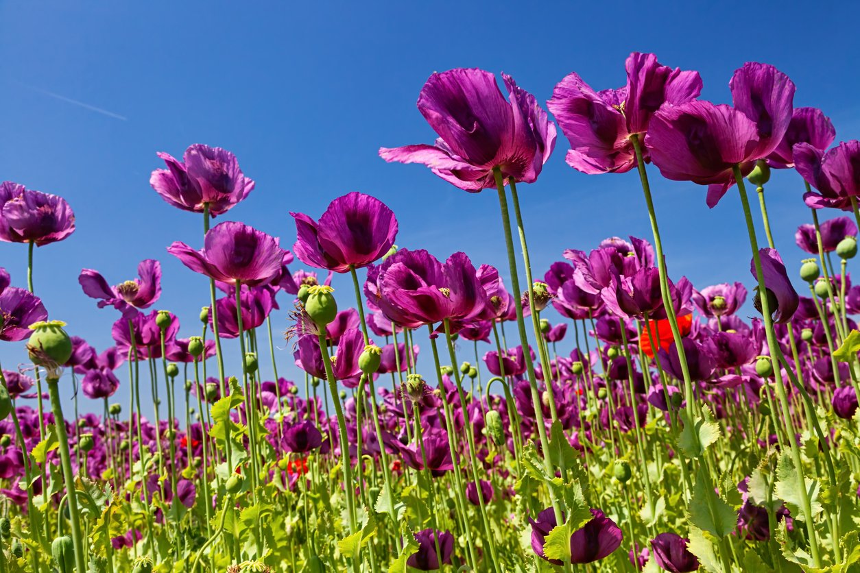 Opium poppy field on green grass hills, Moravia