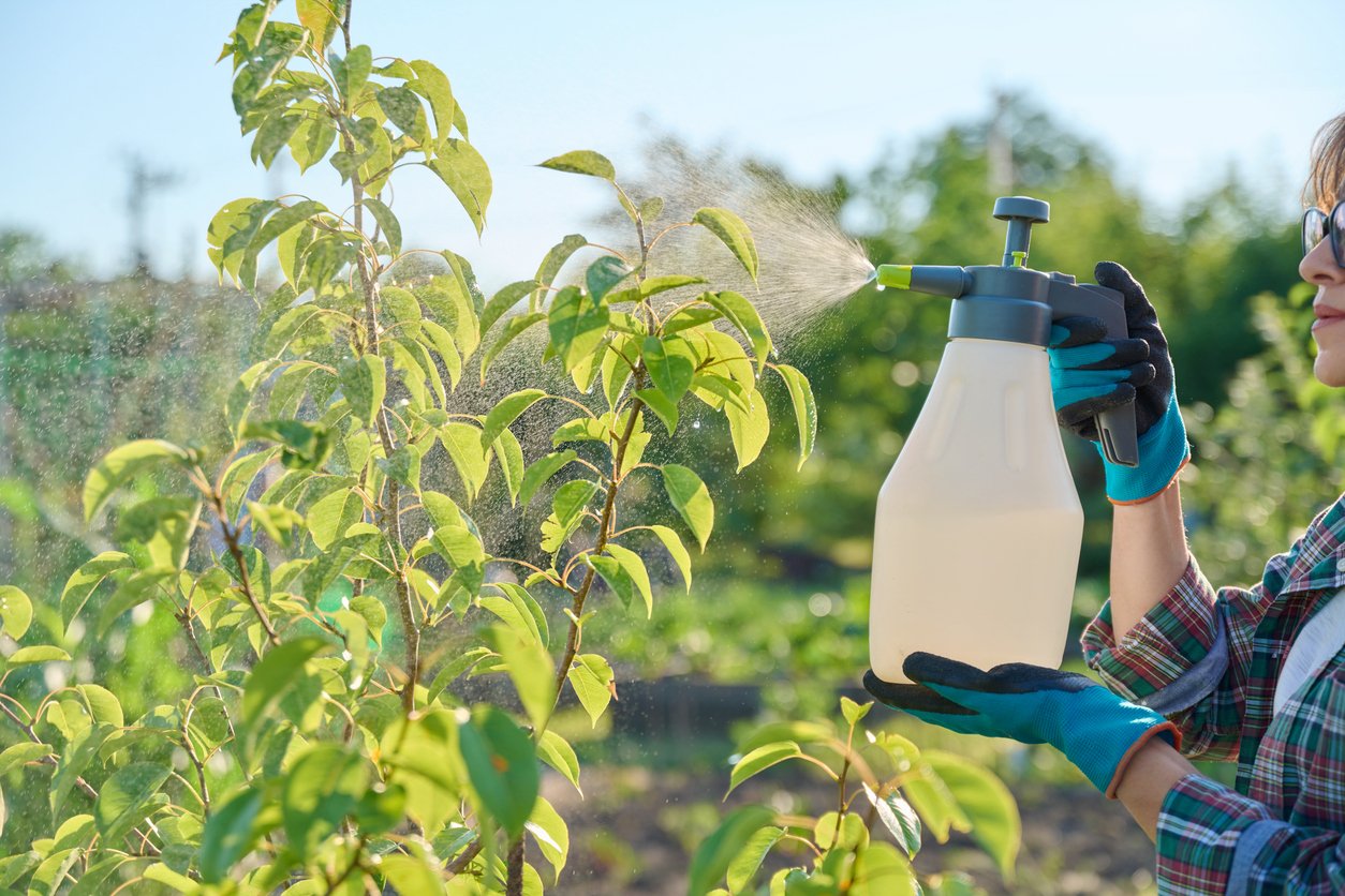 Gardener woman with sprayer treats caring spraying young pears tree in backyard garden. Use of insecticides fungicides from pests fungal diseases infections. Nature care plant protection pest control