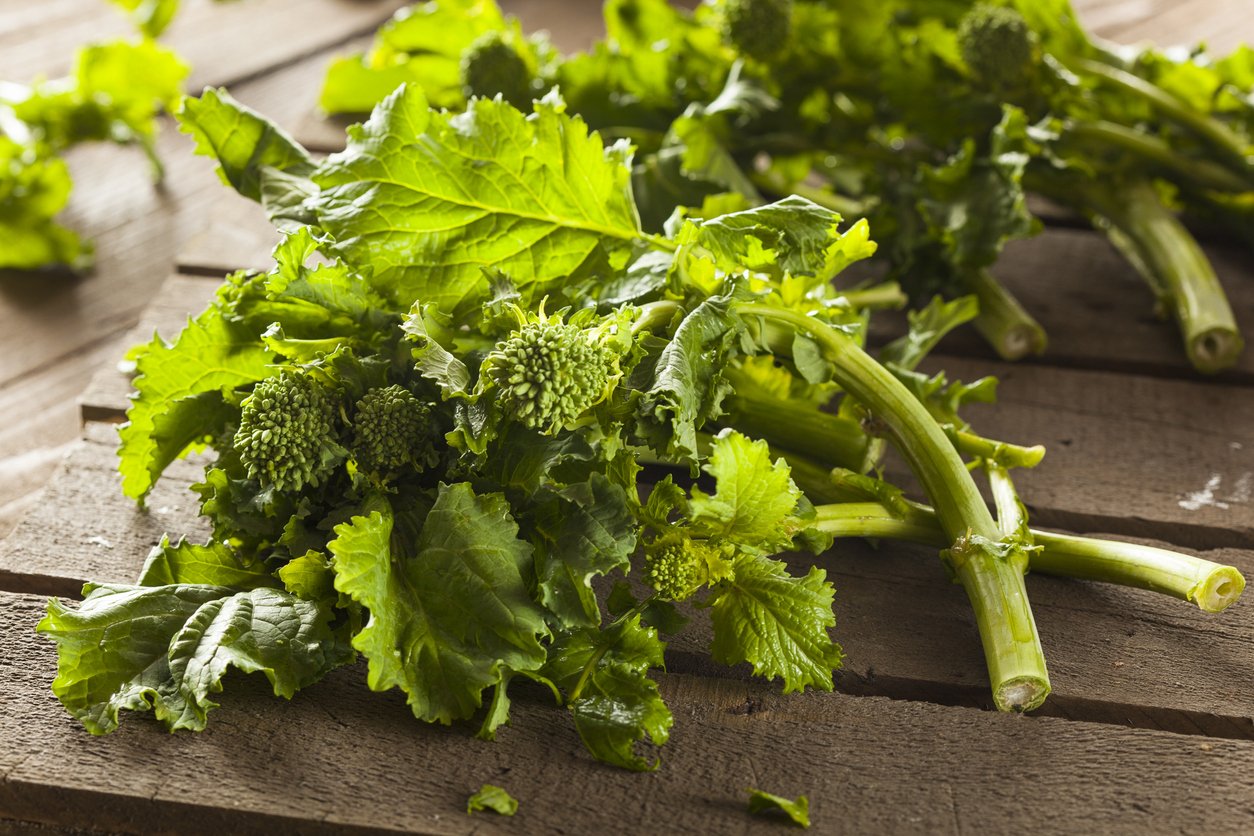 Organic Raw Green Broccoli Rabe Rapini on a Background