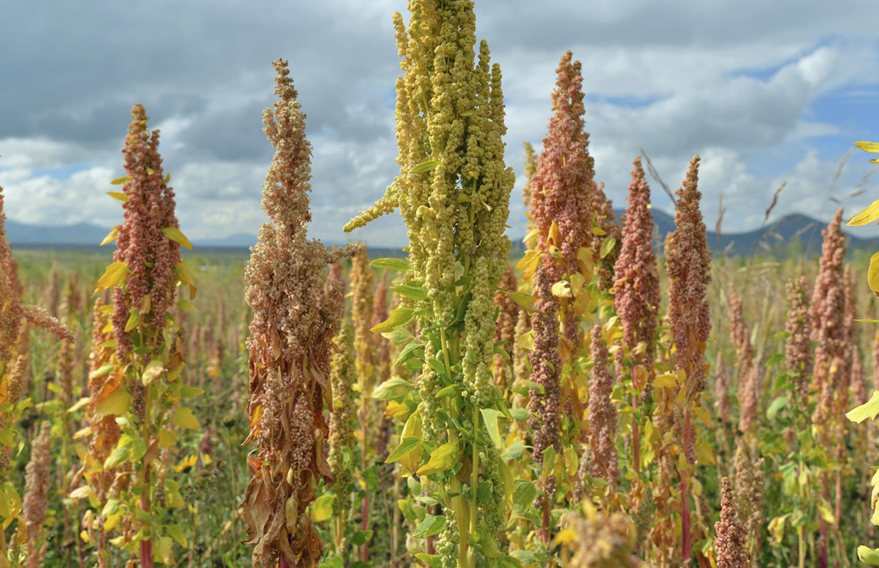 amaranth grain plants Peru