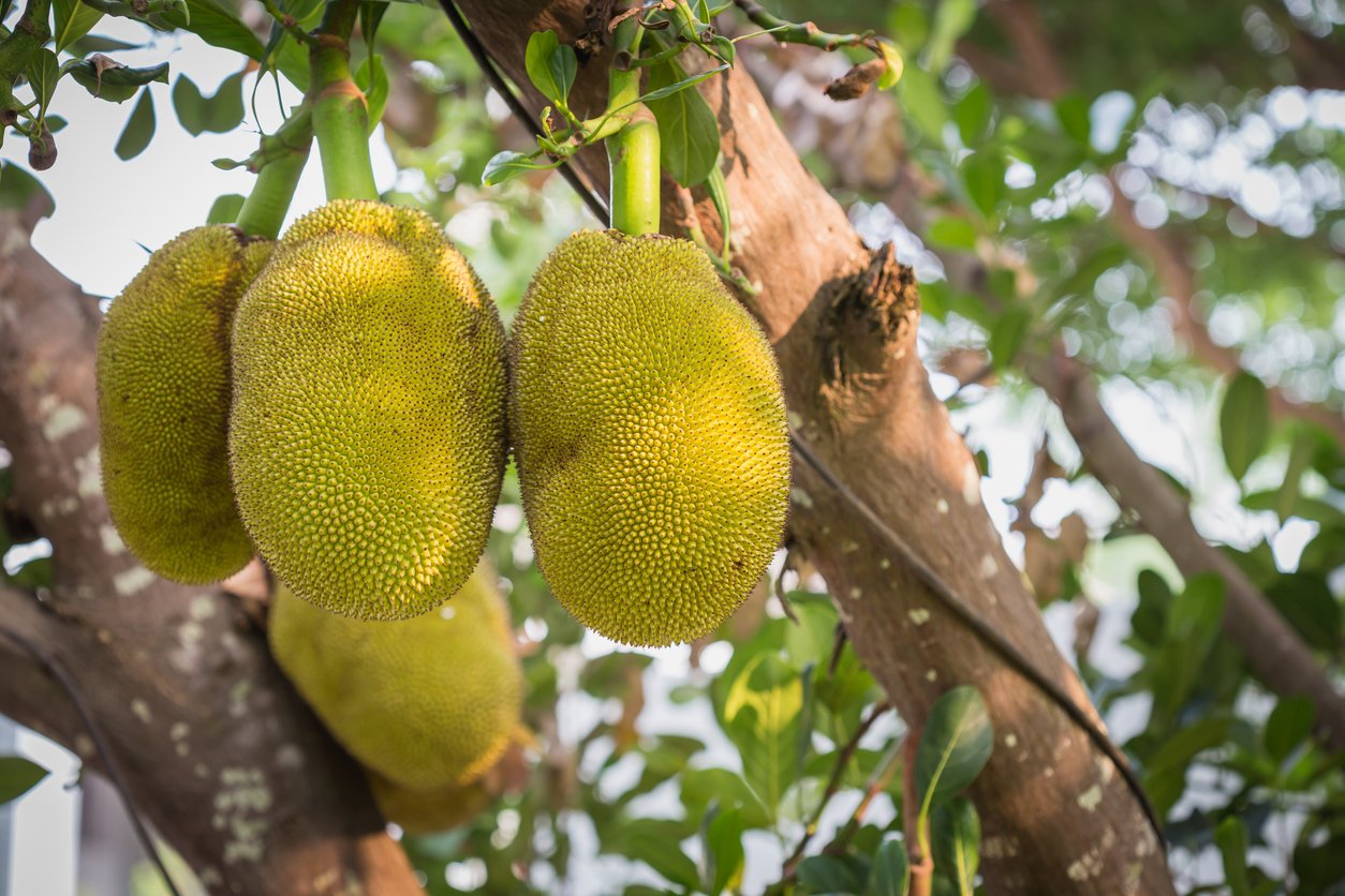 Close up Thai jackfruit on the tree in the garden