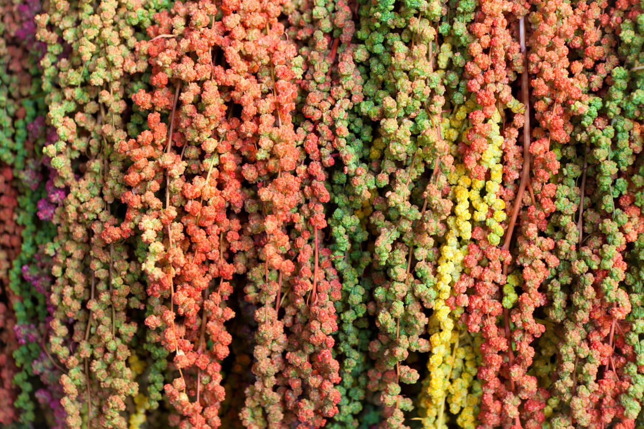 colourful amaranth