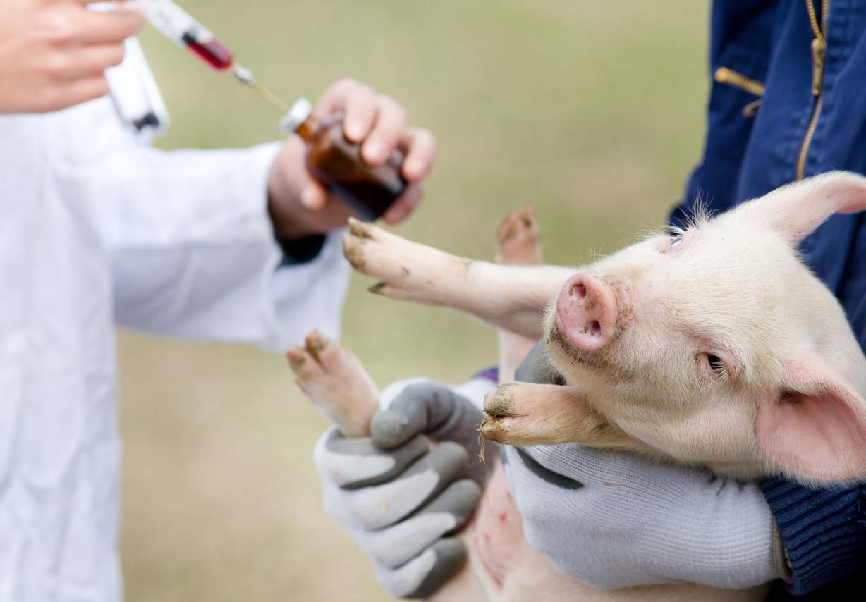 Pig receiving vaccination
