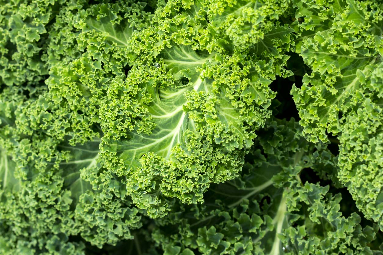 Dirty Dozen - Kale