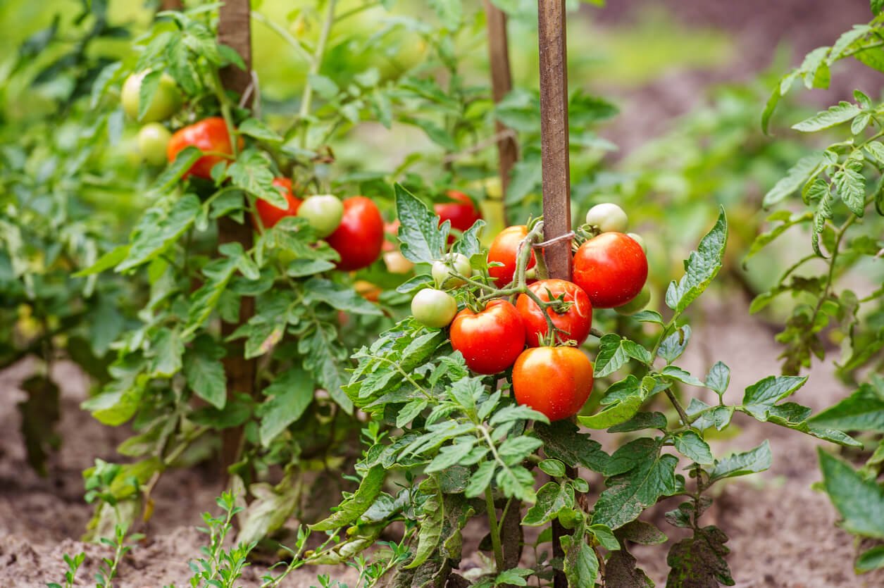 tomatoes growing on the branches