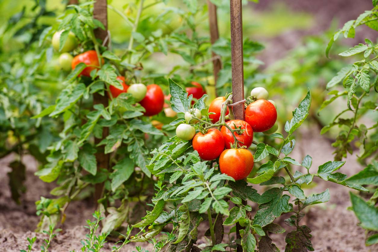 tomatoes growing on the vine