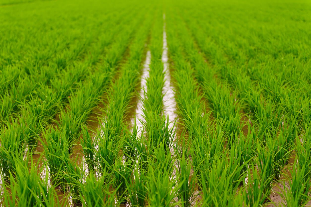 rice cultivation