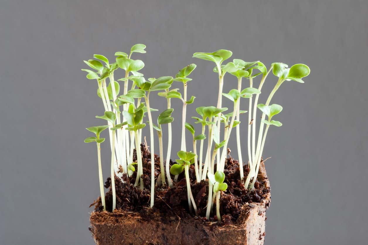 broccoli sprouts in egg carton