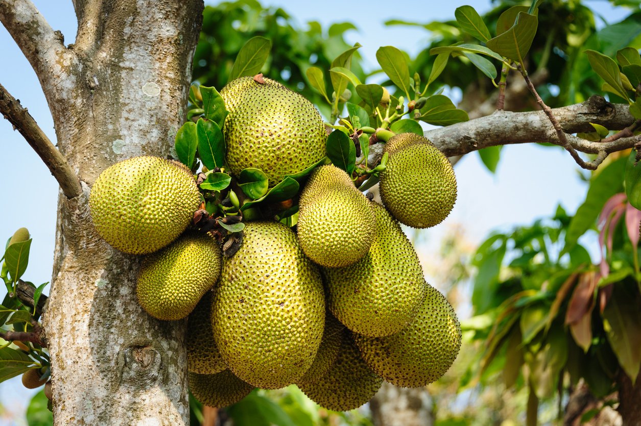 A tropical fruit that grows on a tree of the Mulberry family. It is eaten raw, dried, or in cooked form in Southeast Asia and India. Sometimes called Langka. This cluster is on a tree growing in a village in the Mekong delta of Vietnam.