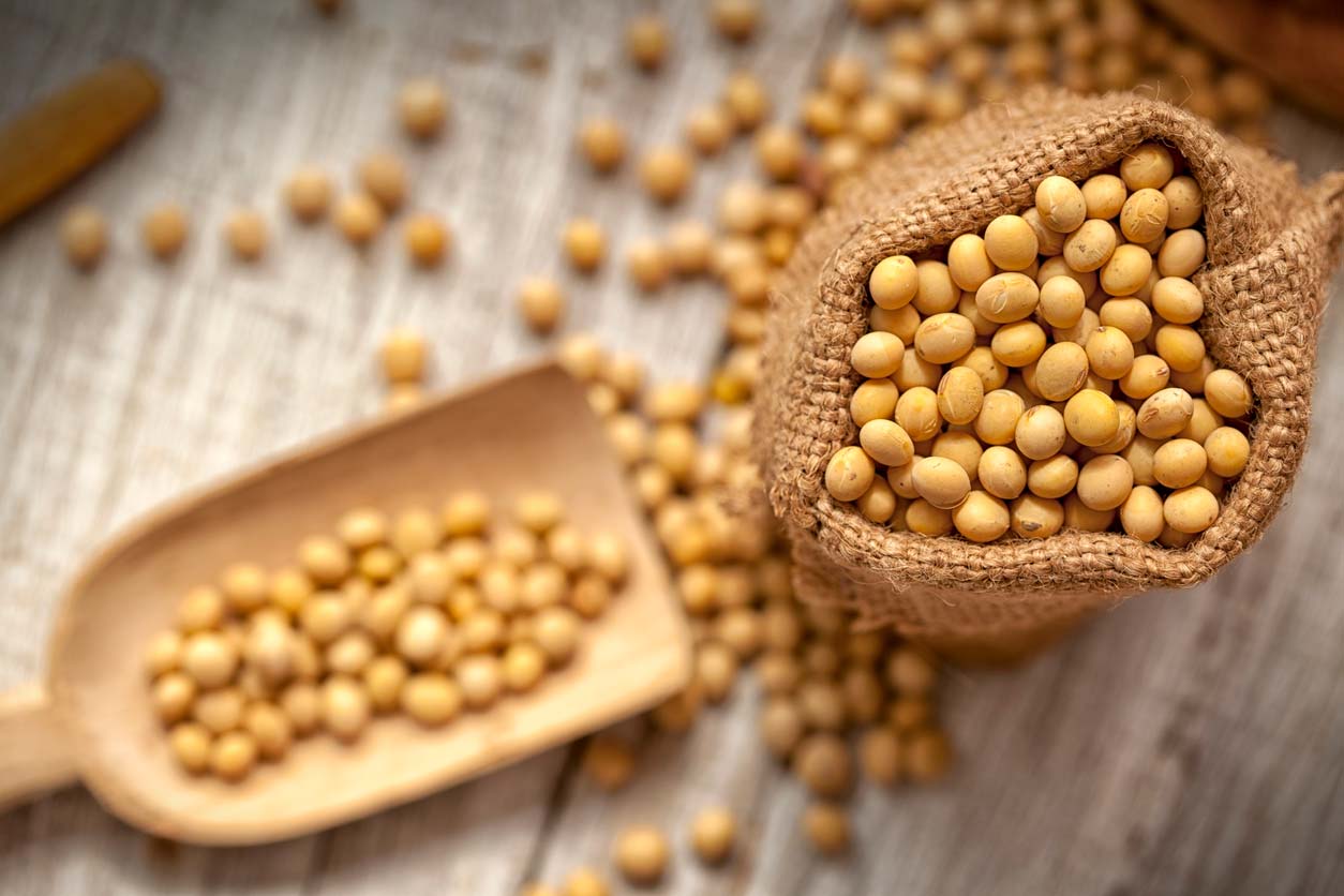 soy beans in burlap bag with wooden scoop