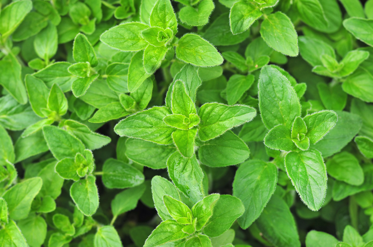 oregano leaves uses