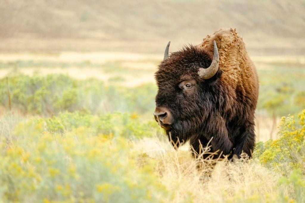 North American Bison