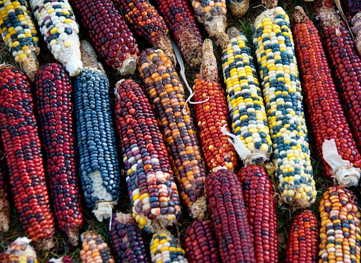 closeup variety of colorful corn